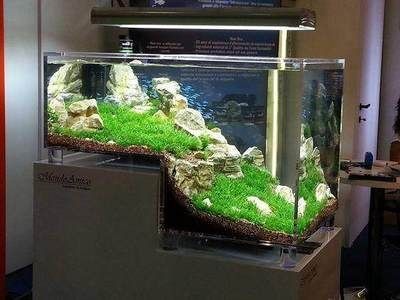 不養魚的魚缸怎么造景：魚缸造景的基本步驟