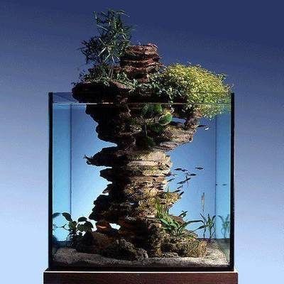 不養魚的魚缸怎么造景：魚缸造景的基本步驟