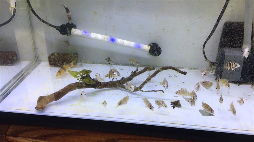 虎苗吃飯虎魚圈