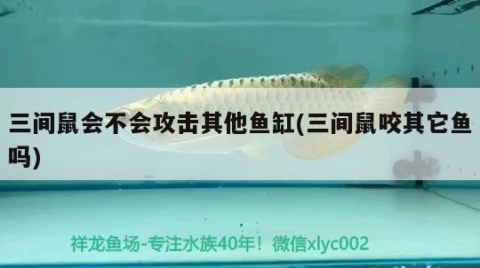 虎苗吃飯虎魚圈