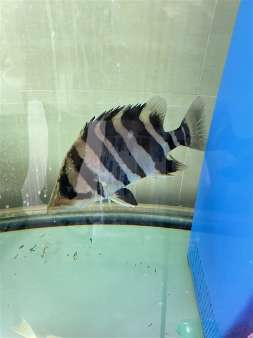 虎魚(yú)突然不進(jìn)食了