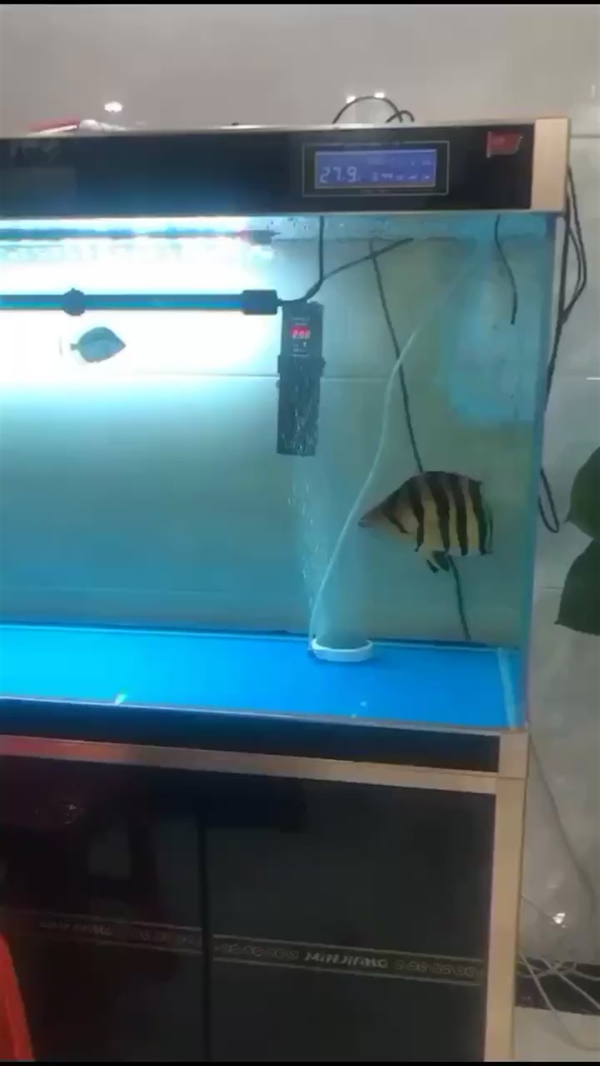 龍虎魚