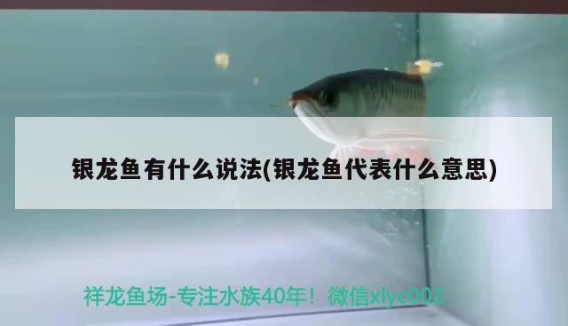 銀龍魚有什么說法(銀龍魚代表什么意思) 銀龍魚有什么說法(銀龍魚代表什么意思) 銀龍魚百科