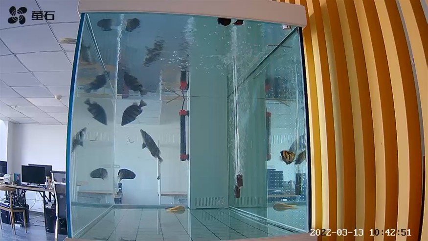 虎魚愛沖出水口正常嗎