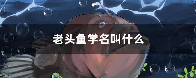 老頭魚學名叫什么