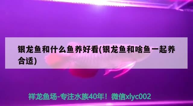 銀龍魚和什么魚養好看(銀龍魚和啥魚一起養合適)