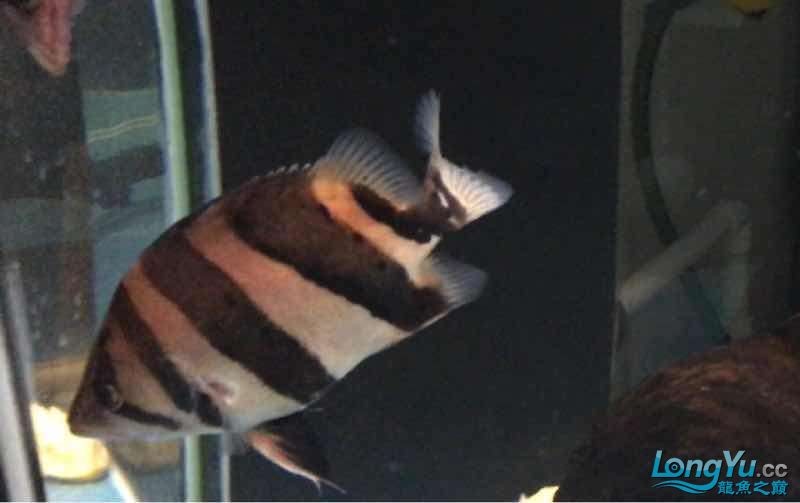 打包出虎魚 打包出虎魚 虎魚百科 第1張