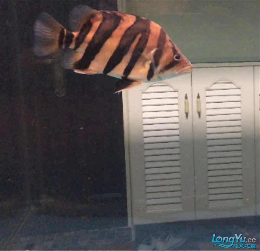 打包出虎魚 打包出虎魚 虎魚百科 第2張