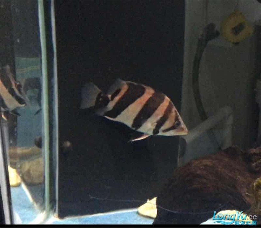 打包出虎魚 打包出虎魚 虎魚百科 第3張