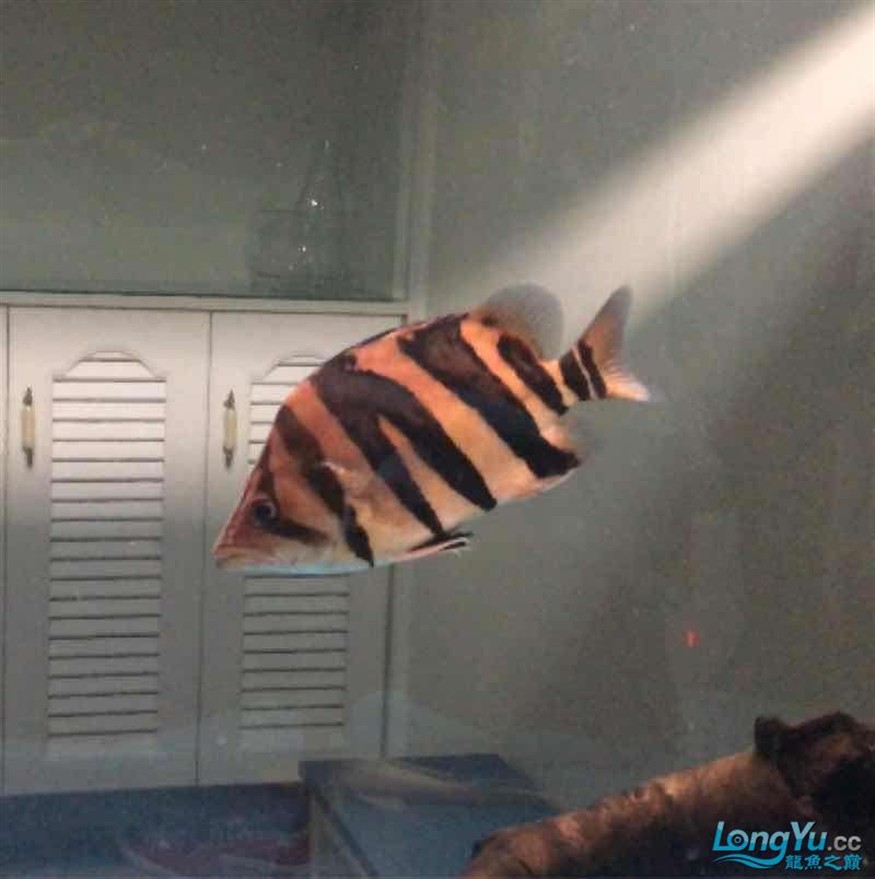打包出虎魚 打包出虎魚 虎魚百科 第4張