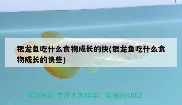 銀龍魚吃什么食物成長的快(銀龍魚吃什么食物成長的快些)