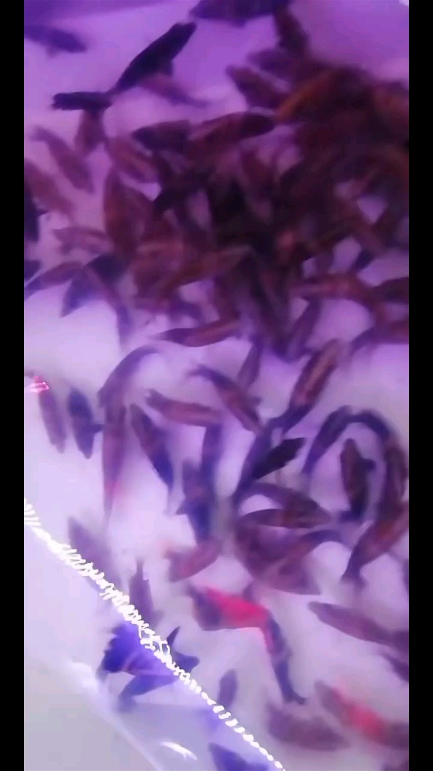 虎魚(yú)雜文