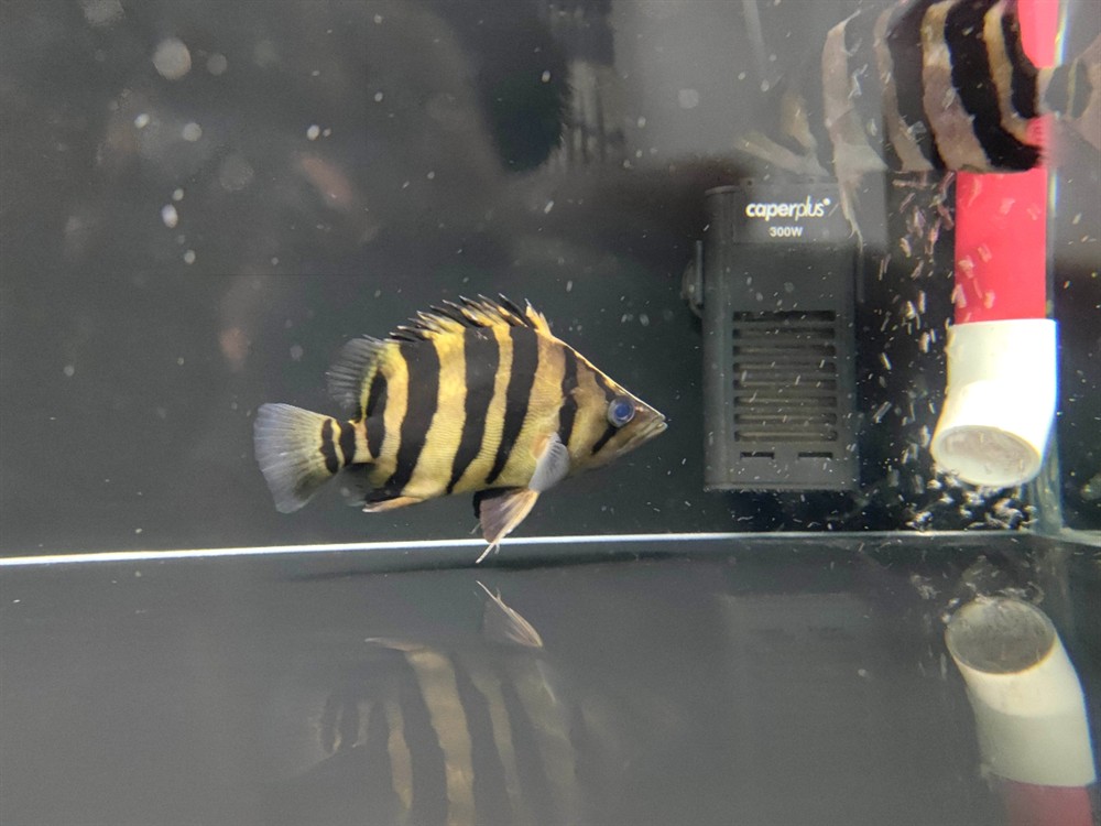 虎魚是蘇虎還是印尼虎？