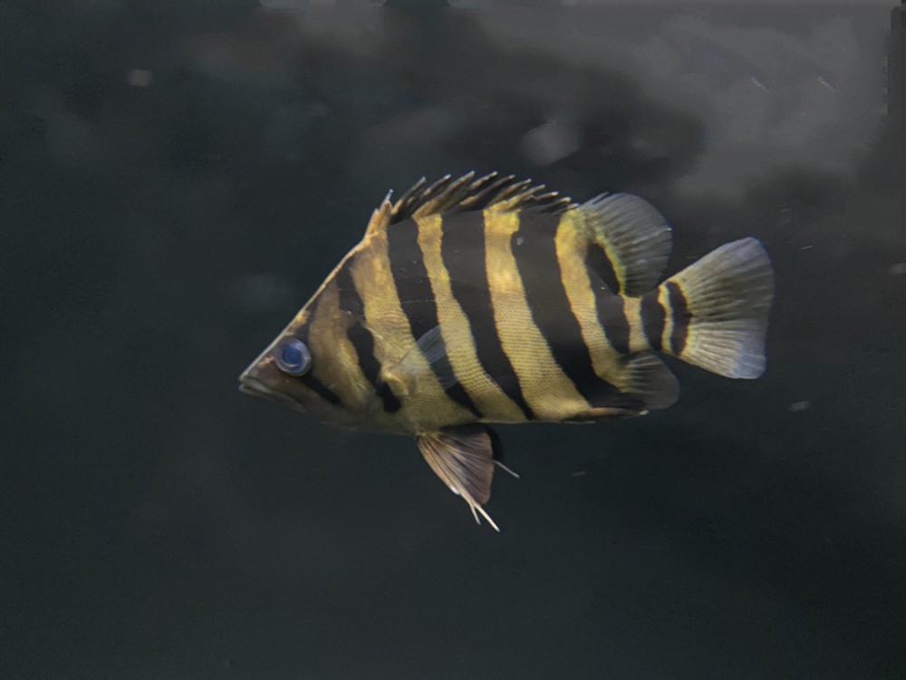 虎魚是蘇虎還是印尼虎？
