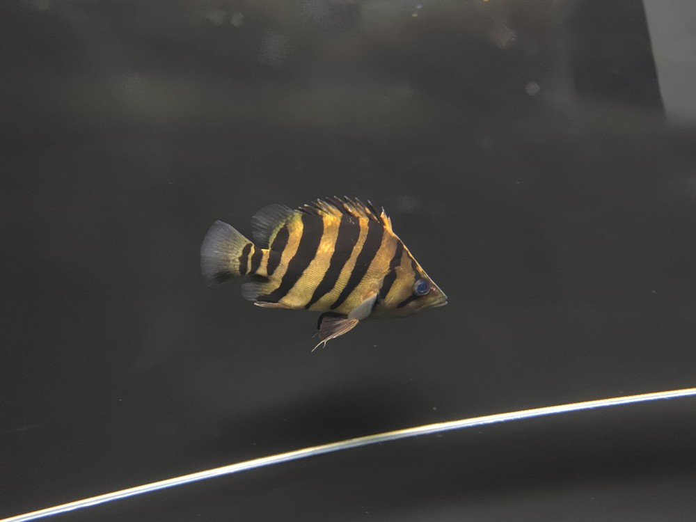 雄縣龍魚的繁殖方法是什么?,雄縣龍魚的繁殖方法 龍魚百科 第2張 雄縣龍魚的繁殖方法是什么?,雄縣龍魚的繁殖方法 雄縣龍魚的繁殖方法是什么?,雄縣龍魚的繁殖方法 龍魚百科 第2張