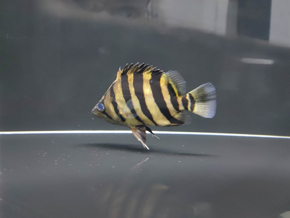 虎魚是蘇虎還是印尼虎？