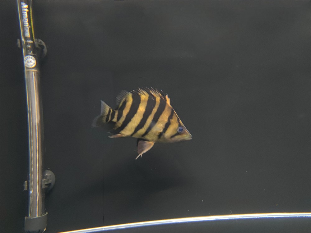 虎魚是蘇虎還是印尼虎？