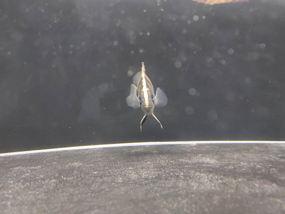 虎魚是蘇虎還是印尼虎？