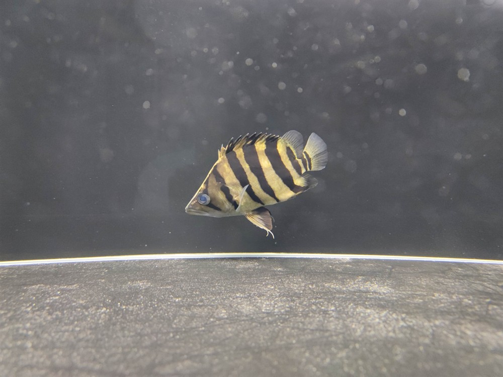 虎魚是蘇虎還是印尼虎？