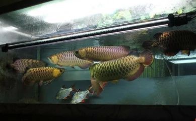 龍魚的生存環境要求有哪些