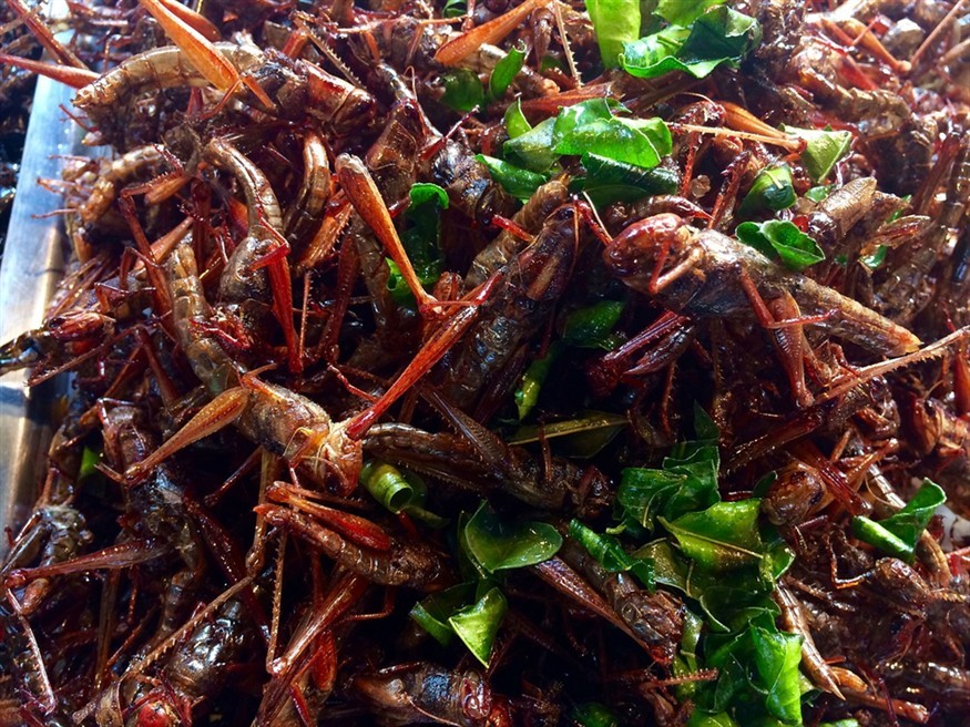 世界頂級(jí)泰國虎魚（世界頂級(jí)泰國虎魚品種）