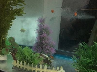 大洋的魚缸：蘭考縣大洋水族魚缸店黃河路店簡介大洋水族魚缸店黃河路店