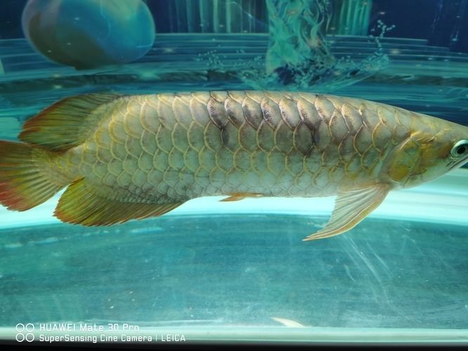 龍魚身上有血印子 龍魚身上有血印子 龍魚百科 第1張