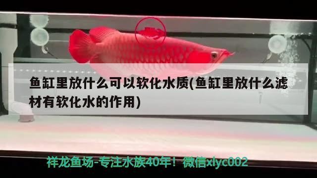 龍魚仰頭游是怎么回事，龍魚仰頭游是什么原因導致的？