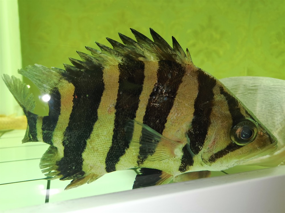 虎魚紅斑