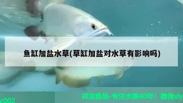 觀賞魚 銀龍魚與什么魚混養(yǎng)最好(銀龍魚與什么魚混養(yǎng)最好看) 銀龍魚百科 銀龍魚與什么魚混養(yǎng)最好(銀龍魚與什么魚混養(yǎng)最好看) 銀龍魚與什么魚混養(yǎng)最好(銀龍魚與什么魚混養(yǎng)最好看) 銀龍魚百科
