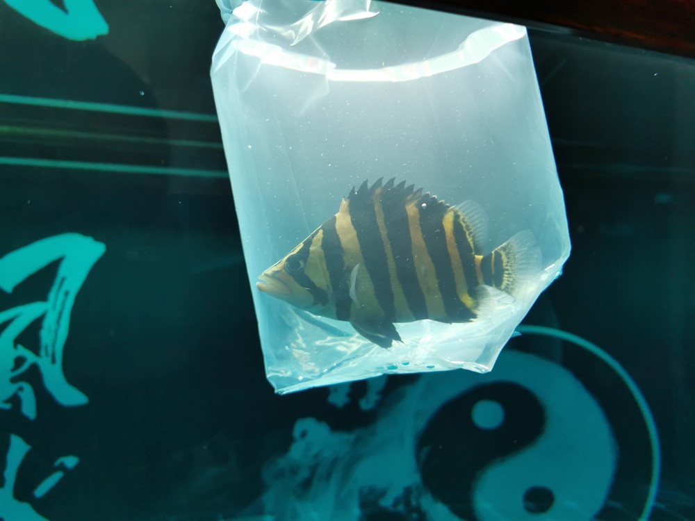 新買的虎魚一個(gè)星期了不吃食大家有好辦法不