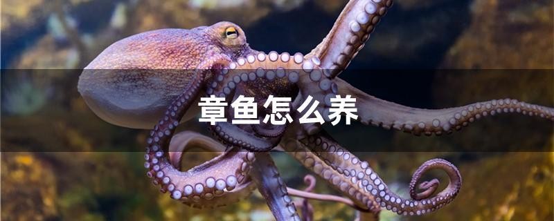 章魚怎么養