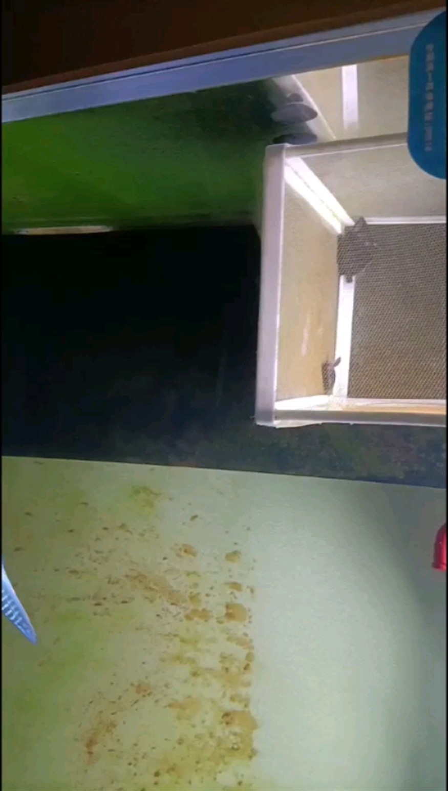 小虎魚怎么養啊 一直躺著