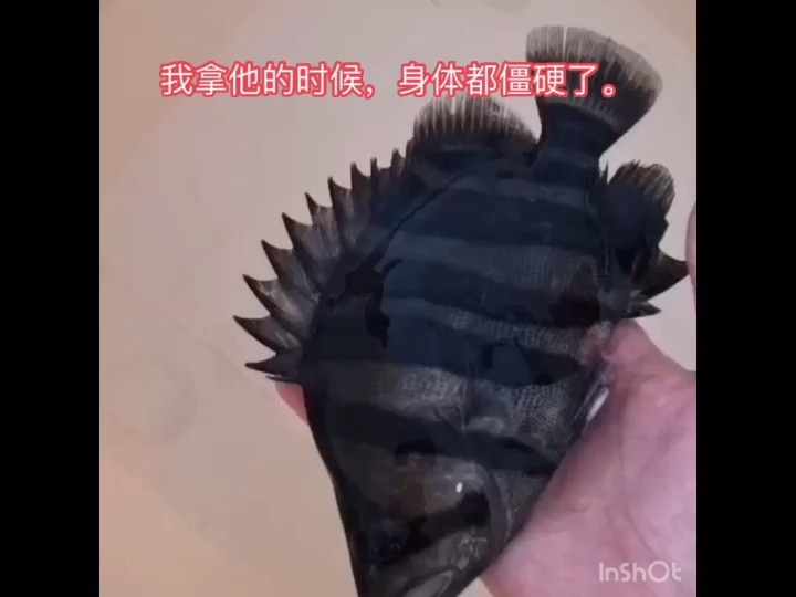 虎魚搶救 未完l待續 虎魚搶救 未完l待續 虎魚百科 第1張