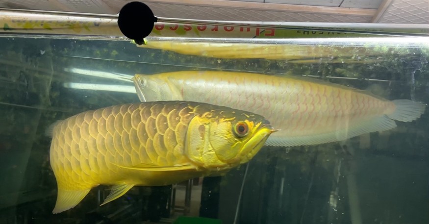 有一起交流龍魚虎魚心得的嗎