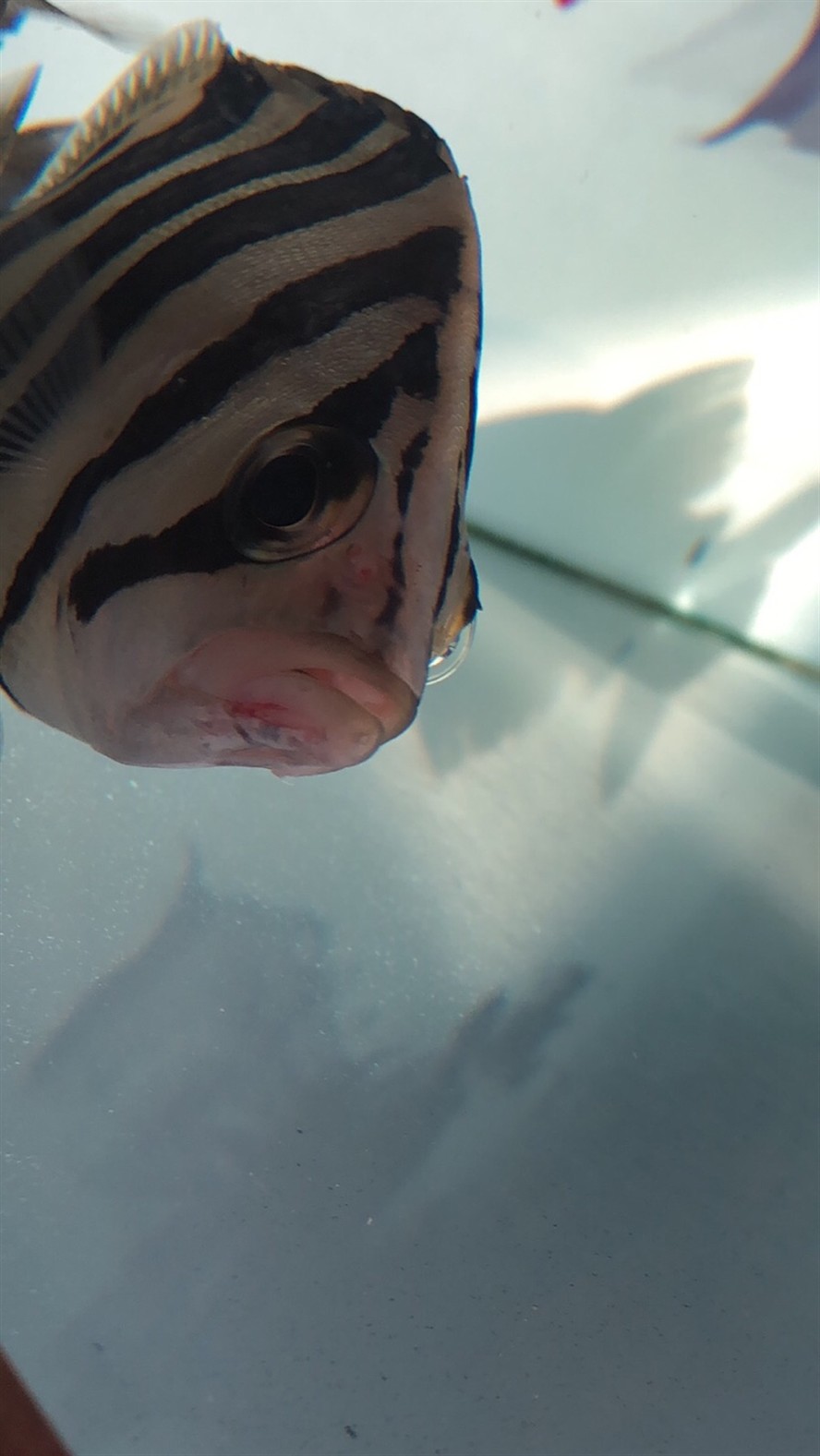 虎魚嘴巴充血