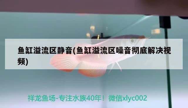 印尼紅龍魚養殖方法和技術要求（印尼紅龍魚養殖方法和技術要求視頻）