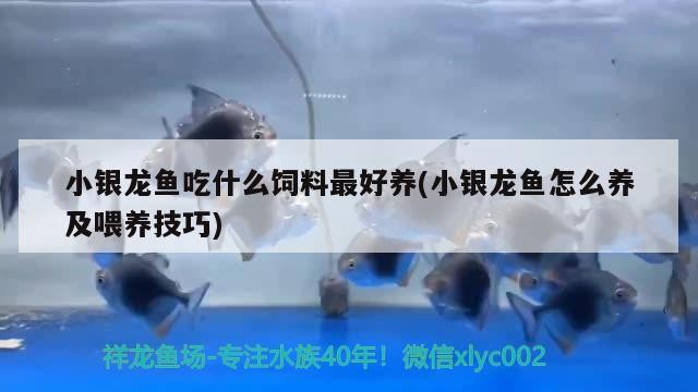 小銀龍魚吃什么飼料最好養(小銀龍魚怎么養及喂養技巧)
