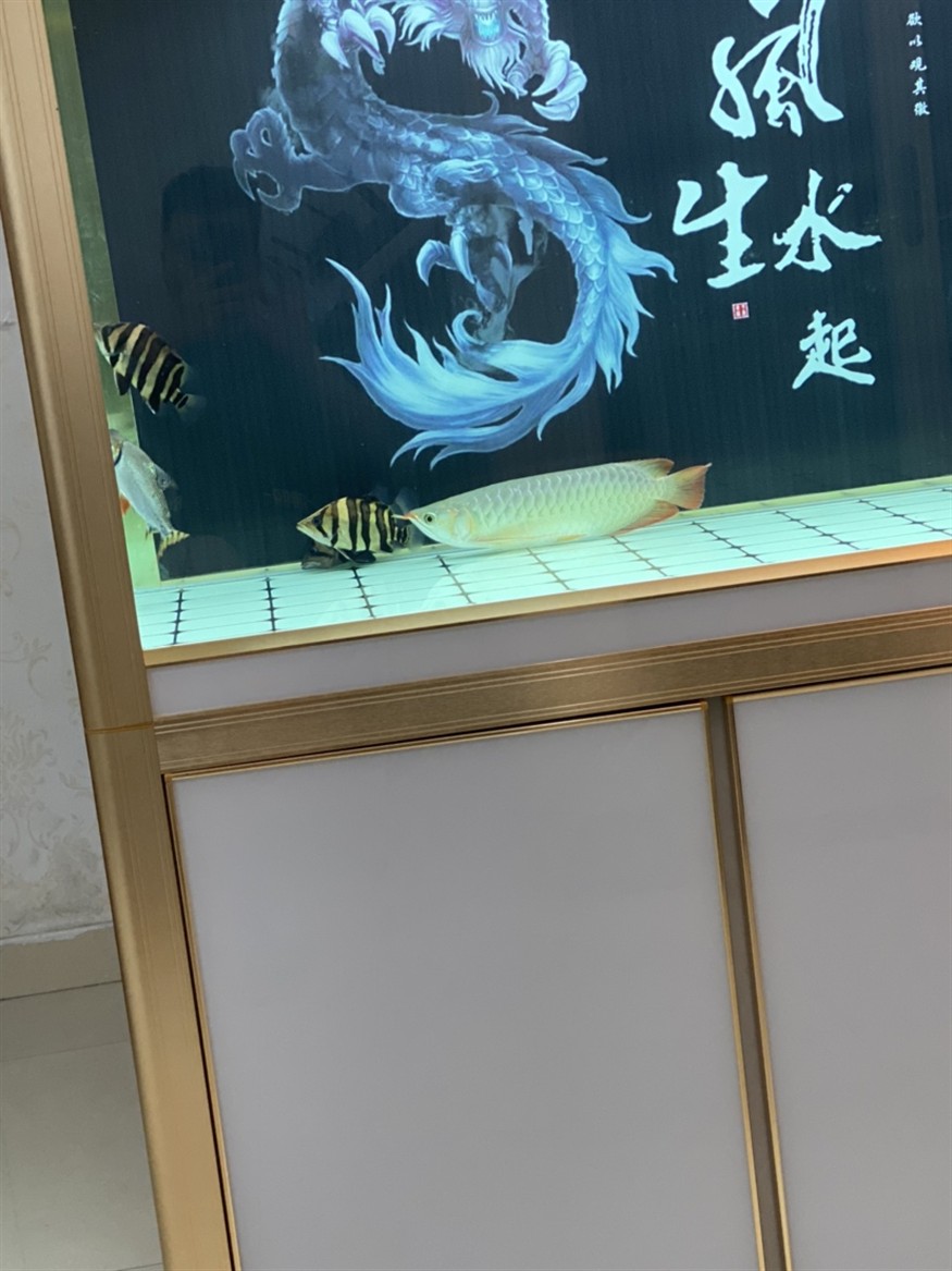 紅龍老是往虎魚堆了湊