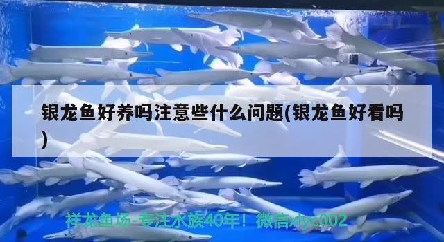 銀龍魚好養嗎注意些什么問題(銀龍魚好看嗎)