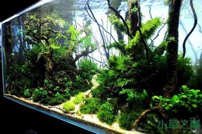 白石子魚(yú)缸造景：白石子是魚(yú)缸造景中常用的一種裝飾材料