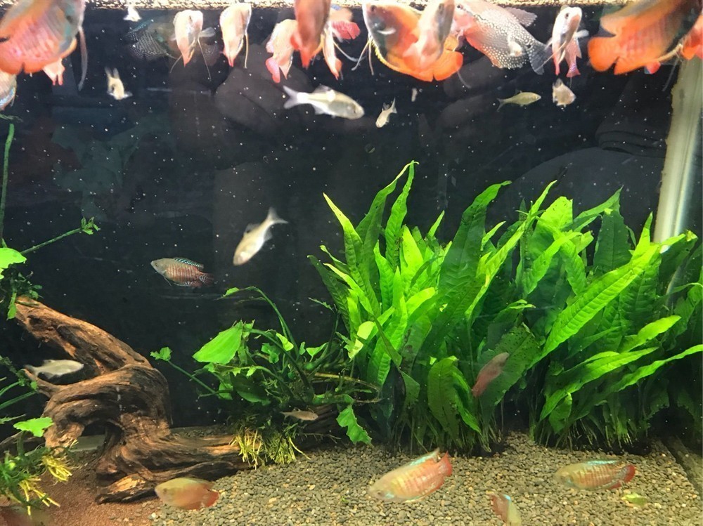 黑白皇冠魚的飼養(yǎng)環(huán)境是一個(gè)重要的考慮因素，特別是魚缸的底色：皇冠魟魚的飼養(yǎng)技巧