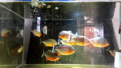 黑白皇冠魚的飼養(yǎng)環(huán)境是一個(gè)重要的考慮因素，特別是魚缸的底色：皇冠魟魚的飼養(yǎng)技巧