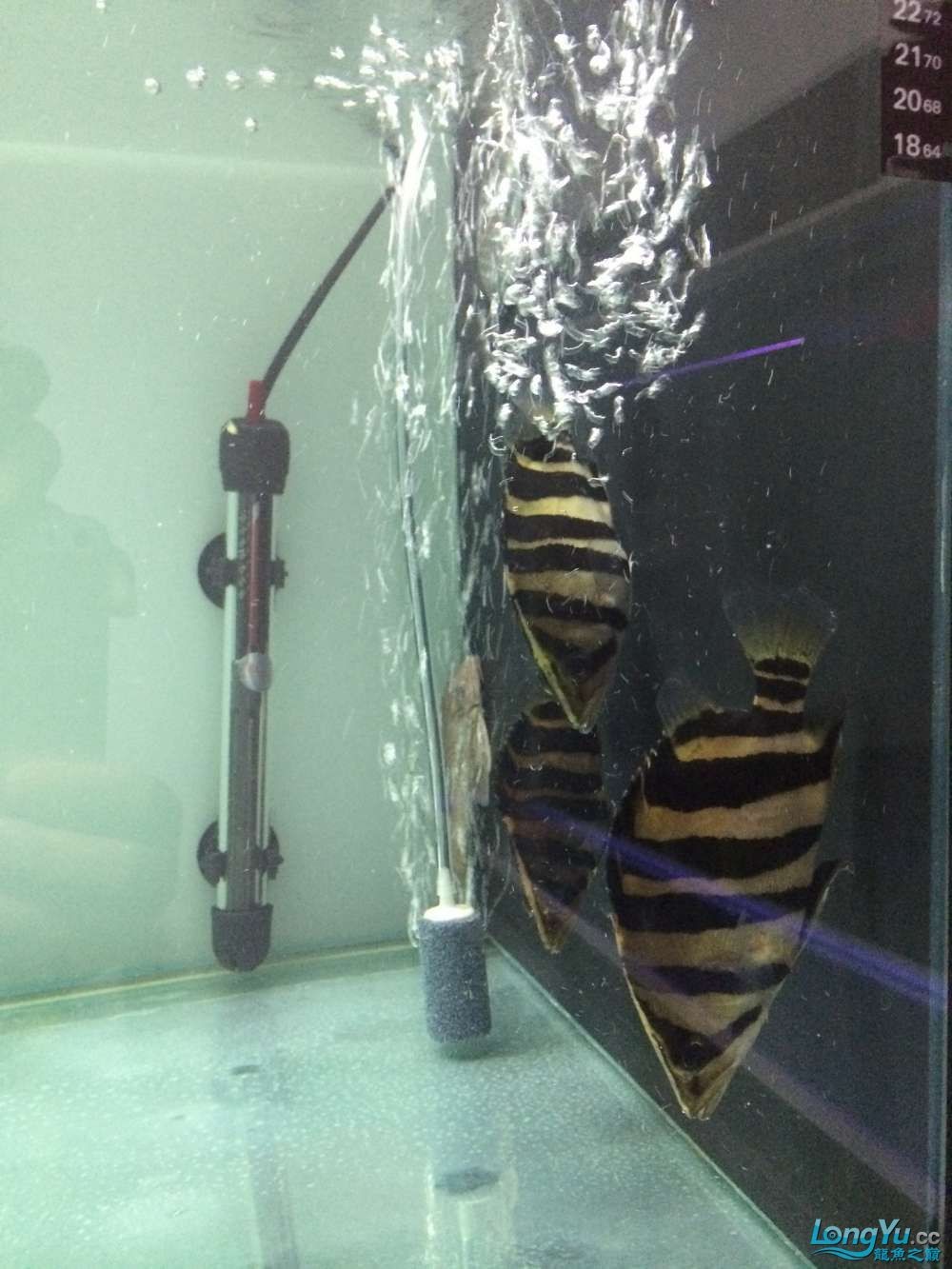 虎魚2 虎魚百科 第2張 虎魚2 虎魚2 虎魚百科 第2張