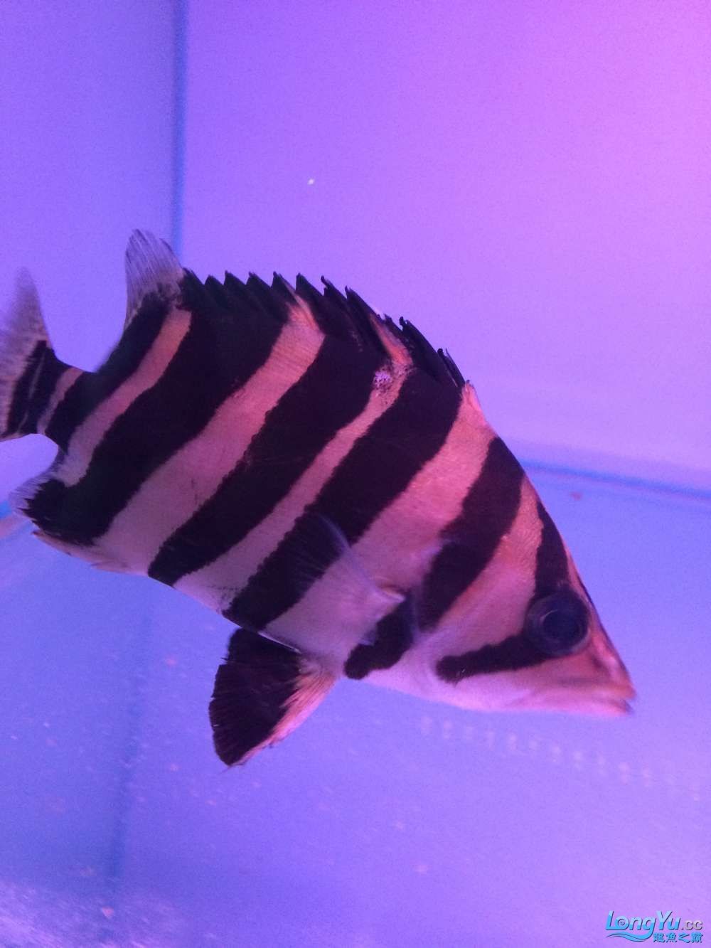 虎魚2 虎魚百科 第1張 虎魚2 虎魚2 虎魚百科 第1張