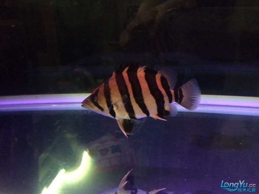 虎魚2 虎魚百科 第3張 虎魚2 虎魚2 虎魚百科 第3張