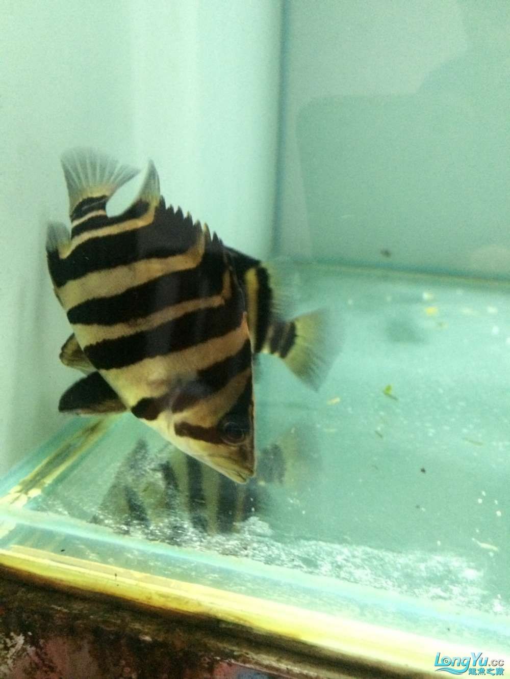 虎魚2 虎魚百科 第4張 虎魚2 虎魚2 虎魚百科 第4張