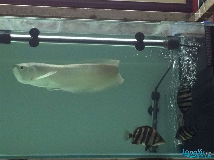 虎魚2 虎魚百科 第6張 虎魚2 虎魚2 虎魚百科 第6張