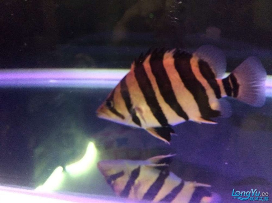 虎魚2 虎魚百科 第5張 虎魚2 虎魚2 虎魚百科 第5張