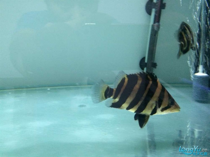 虎魚2 虎魚百科 第7張 虎魚2 虎魚2 虎魚百科 第7張
